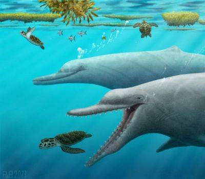 Как у китов и дельфинов появилась эхолокация – исследование ученых - apostrophe.ua - Украина - Нью-Йорк