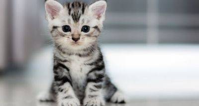 Эксперты назвали клички, которые лучше всего воспринимаются самими кошками - cxid.info