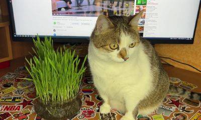 "Травоядный" будет доволен: как дома вырастить траву для кота