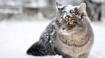 Синоптики предупредили о снегопадах и сильном ветре в большинстве регионов Украины