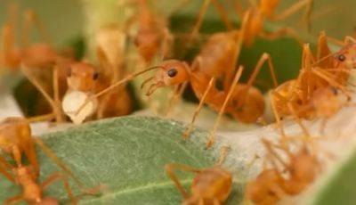 Сделайте это уже в следующем году: хитрости, которые помогут избавиться от муравьев на даче и огороде