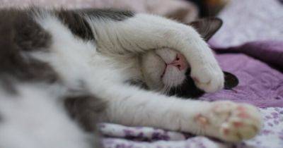 Покорил соцсети: хозяин показал, как его ленивый кот объедается во сне (видео) - focus.ua - Украина - Львов