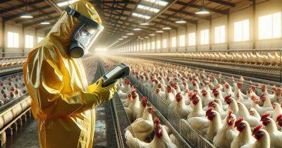 В зоне риска миллионы животных: в Японии произошла новая вспышка птичьего гриппа