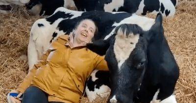 Объятия с коровами за 50 фунтов: в Британии придумали новый вид борьбы со стрессом (видео)
