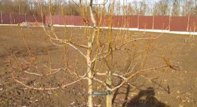Как правильно обрезать деревья на зиму: советы, которые увеличат урожай