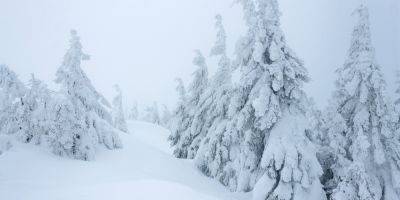Николай Кульбида - «В Украине зимы не будет». Известный метеоролог сделал прогноз на зиму и рассказал, когда об этом времени года будут только вспоминать - nv.ua - Украина