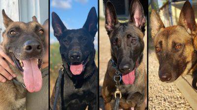 Четыре служебные собаки ЦАХАЛа погибли в Газе, спасая бойцов