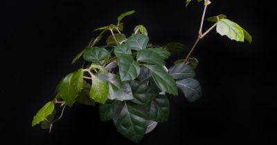 Растут в тени: 8 комнатных растений, которые не боятся недостаточного освещения - focus.ua - Украина