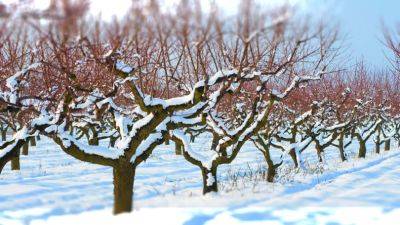 Можно остаться без фруктовых деревьев: как подготовить сад к снегопадам и нужно ли сбивать лед с веток