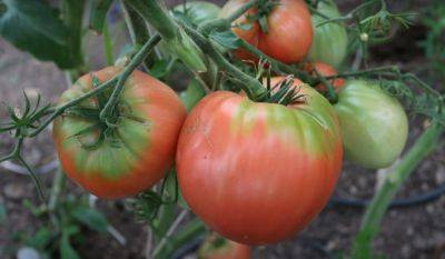 Этот секрет превзойдет все ваши ожидания: как сохранить помидоры свежими аж до Нового года