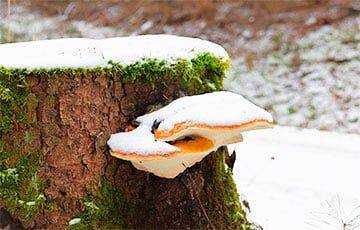 Снег не мешает белорусам собирать ведрами грибы