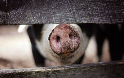В Кировоградской области зафиксировали случай африканской чумы свиней