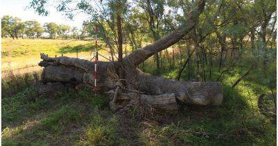 Секреты прошлого Австралии: почему деревья марара важны для мира (фото)
