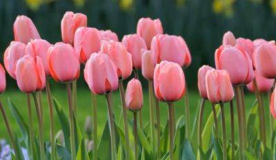 Когда сажать тюльпаны, чтобы вашей клумбе завидовал каждый прохожий: названы 3 важные даты