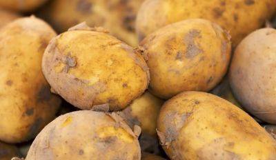 Яд в чистом виде: какой картофель не следует потреблять в пищу, если вам дорога жизнь