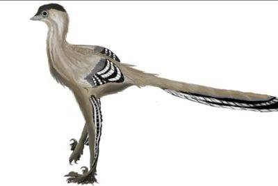 В Монголии обнаружили новый вид динозавров, живших 70 млн лет назад - фото