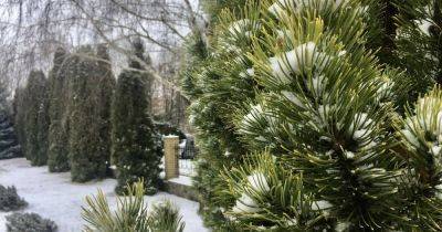 В Украине стартуют продажи новогодних елок: какие цены будут в этом году