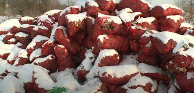 Цены на лук в Украине: эксперты предупредили о подорожании, появился прогноз