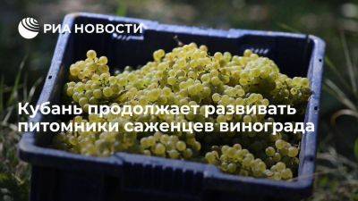 Питомники Кубани закроют большую часть потребности региона в саженцах винограда - smartmoney.one - Анапа - Краснодарский край - Новороссийск - район Темрюкский