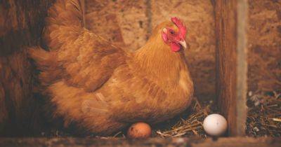 Курица удивила фермера яйцами очень необычной формы (фото)