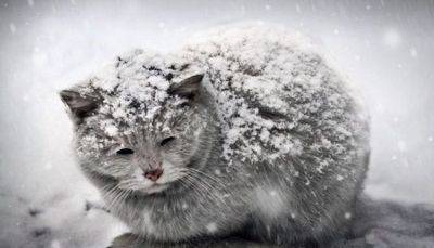 Как помочь бездомным кошкам зимой - fokus-vnimaniya.com - Новости