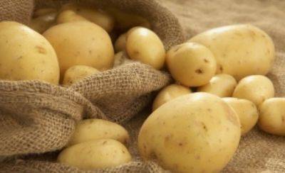 Вам не хватит мешков для сбора урожая: названы самые лучшие сорта картошки, которые нужно посадить в следующем году - hyser.com.ua - Украина