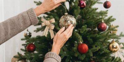 На Рождество и Новый Год. Сколько будет стоить живая елка и где приобрести ее легально в Киеве