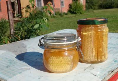 Какой мед лучше употреблять, если вы простудились: названы сорта, которые быстро поставят на ноги - hyser.com.ua - Украина - Кипр