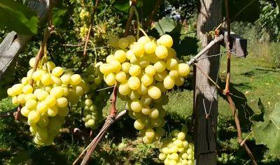 После такого самодельного удобрения винограда хватит и на вино, и на компот, и на домашний изюм