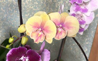 Поможет обычный лимон: что сделать с орхидеей, чтобы она удивила вас огромными цветами