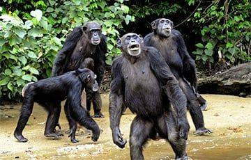 Ученые нашли сходство военной тактики людей и шимпанзе