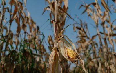 В Украине в четвертый раз улучшили прогноз урожая