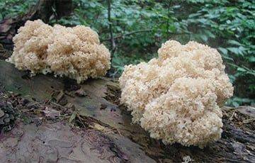 В Беловежской пуще вырос редкий и необычный гриб-трутовик
