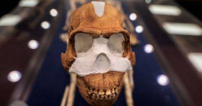 В самом древнем захоронении на Земле оказались не люди: кого нашли палеонтологи