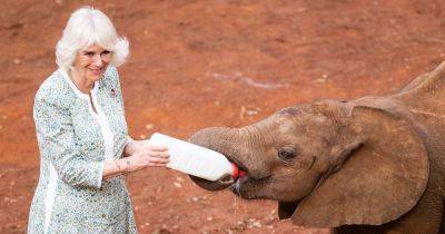 Королева Камилла покормила слоненка-сироту молоком из бутылки (фото)