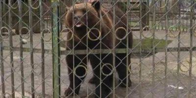 Перевезли на Закарпатье. Медведя Балу спасли из Хмельницкого парка, где он жил в тесном вольере - nv.ua - Украина