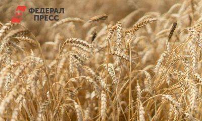 Россия запрещает с 1 декабря экспорт твердой пшеницы: нет ли дефицита в самой стране