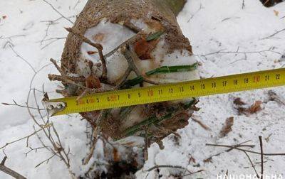 Во Львовской области во время незаконной вырубки деревьев погиб мужчина