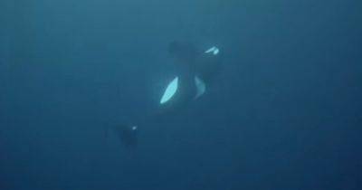 Косатки час реанимировали старика Ханчи: ученые впервые засняли последние минуты жизни кита (видео)