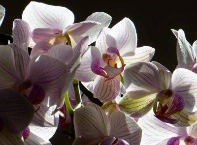 Цвести будет все 365 дней в году: какой секрет преобразит вашу орхидею и укроет ее цветами надолго