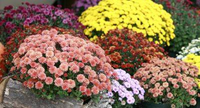 Вы удивитесь их пышному цветению: как хранить хризантемы зимой, чтобы радоваться в следующем сезоне
