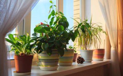 Избавьтесь от них немедленно: названы комнатные растения, которые притягивают беду к вашему дому