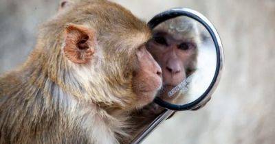 Почти как люди: какие животные на самом деле могут узнать себя в зеркале (фото)