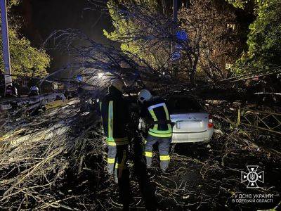 В Одессе случился деревопад из-за непогоды | Новости Одессы