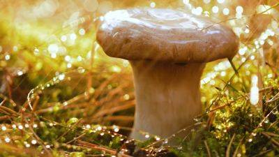 Сезон еще не окончен: какие грибы можно найти в лесах Украины в ноябре