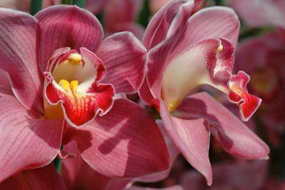 Цветы будут лезть, как грибы после дождя: как мягко стимулировать орхидею на активное цветение