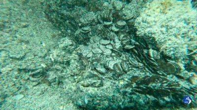 Около Сардинии нашли 30 тысяч монет, которым более 2,3 тысяч лет - фото
