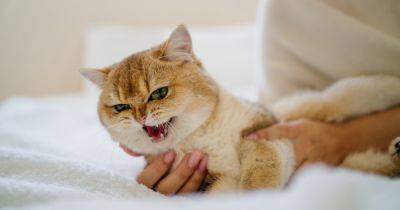 Говорить по-кошачьи. Ученые рассказали, могут ли люди научиться мяукать, как кошки - focus.ua - Украина