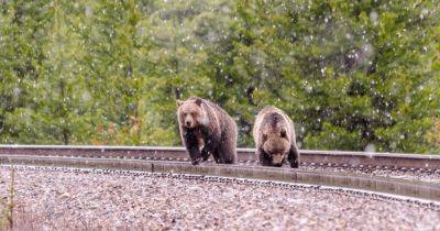 Засыпают на рельсах: в США "пьяные" медведи гризли продолжают гибнуть под колесами поездов - focus.ua - США - Украина - штат Монтана - штат Вайоминг