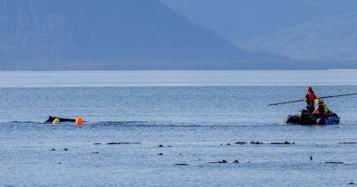 Три дня на привязи: защитники дикой природы спасли кита, который попал в ловушку (видео) - focus.ua - США - Украина - шт.Аляска